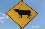 cow sign