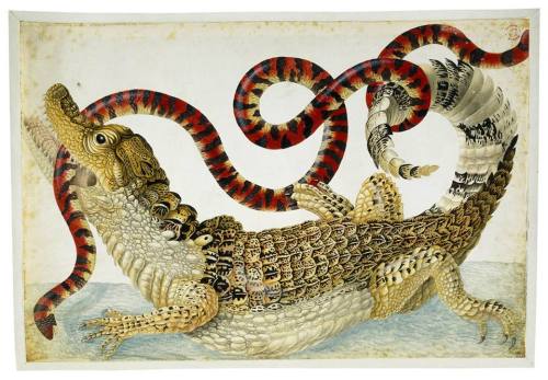 alligator and snake